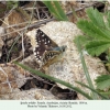 spialia orbifer az female 1